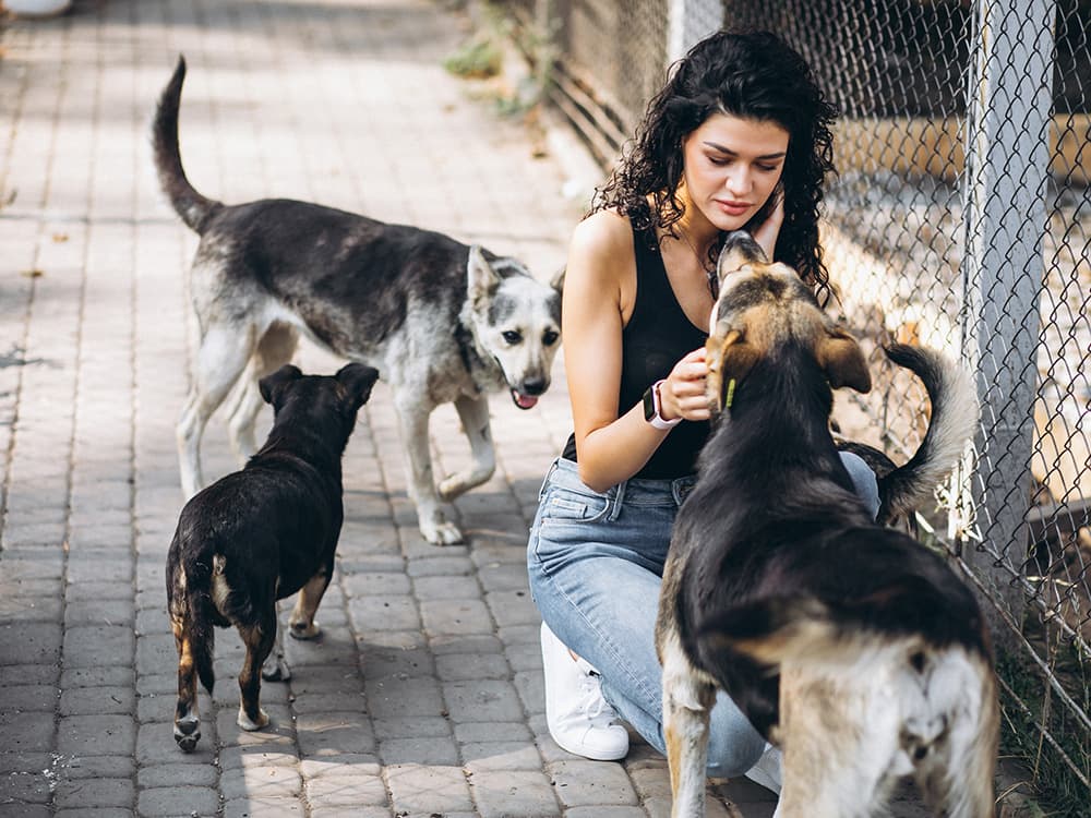 How to Prepare for an Animal Shelter Visit