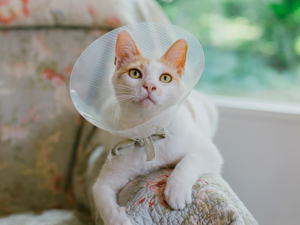 Recovering Cat Lays On Sofa's Arm While Wearing a Cone