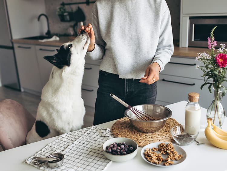 Peanut Butter and Chia Seed Energy Dog Treat Bites Recipe