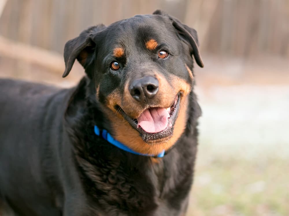 A happy Rottweiler dog looking at the camera with a head tilt