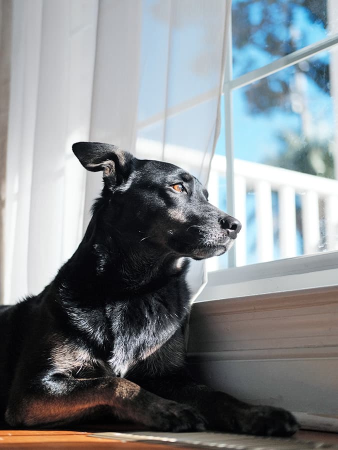 How to Ease Your Puppy’s Separation Anxiety