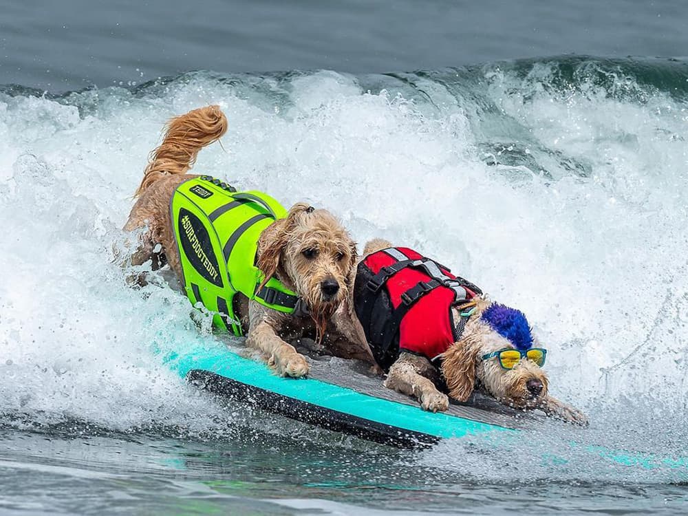 The Annual World Dog Surfing Championships Come Ashore Saturday