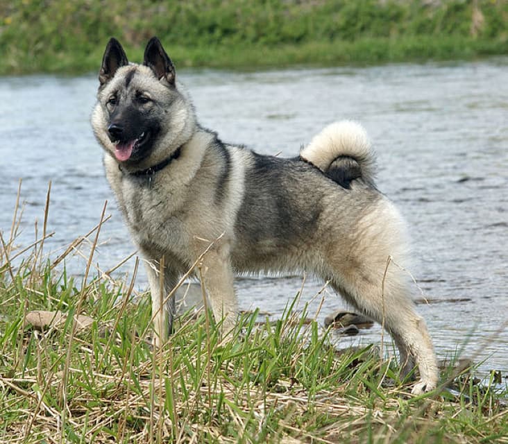 A purebred Norwegian Elkhound dog standing in the grass next to some water.