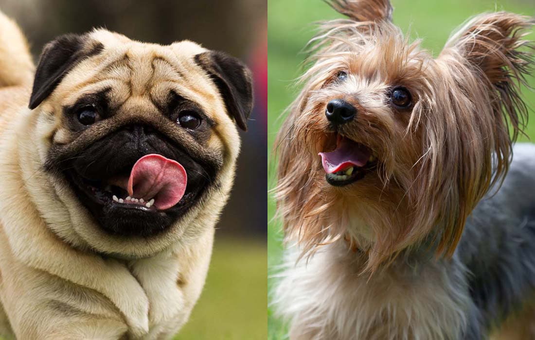 diptych two images of pug and yorkie