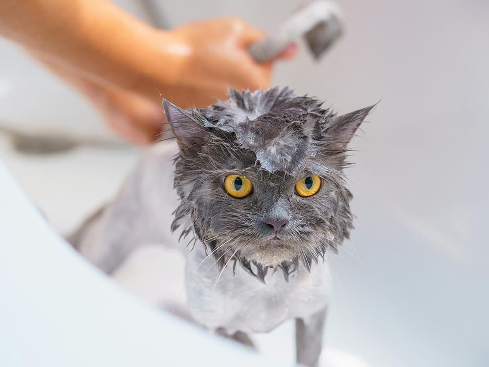 cat fleas and baths