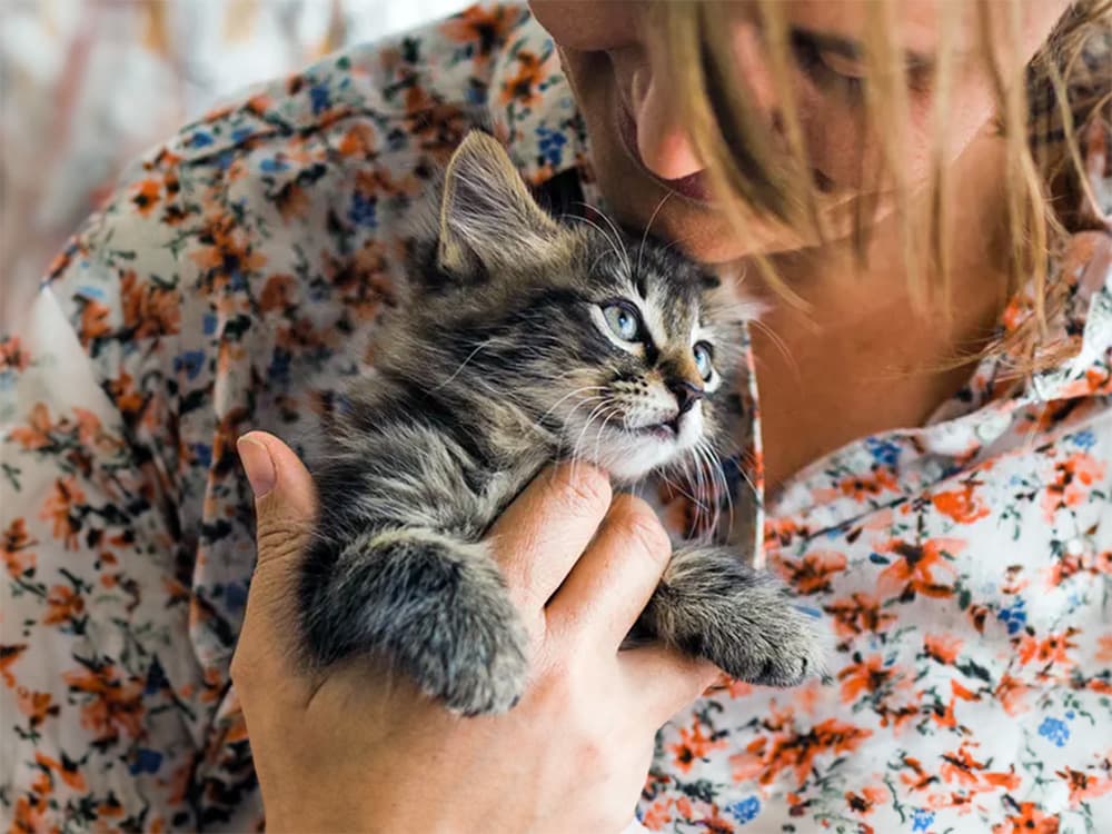 happy kitten being held and cuddled