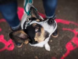 How to Get Your Dog to Pay Attention to You