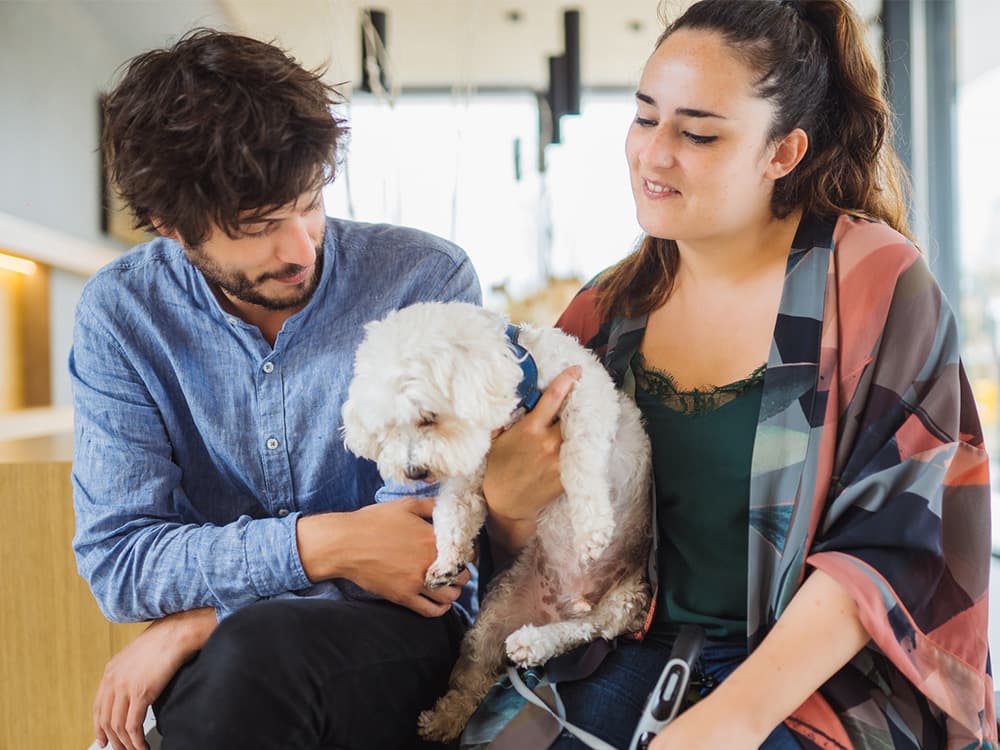 Couple Caressing Dog In Vet Hospital