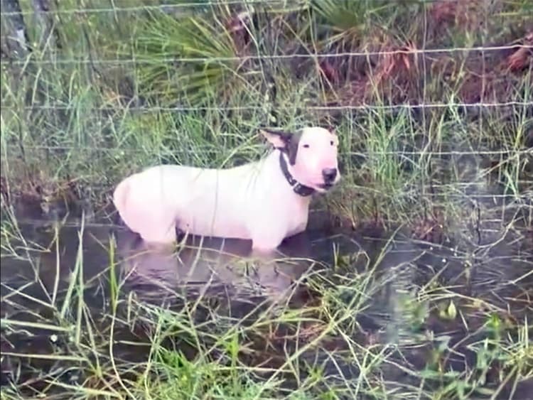 Dog Left Tied to Pole in Hurricane Milton Floodwaters Is Rescued