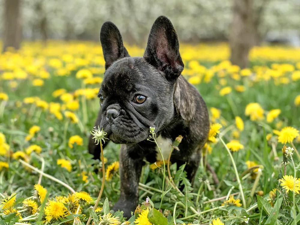 French Bulldog
