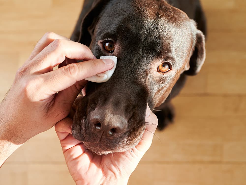 man's hand cleaning his dog's eyes