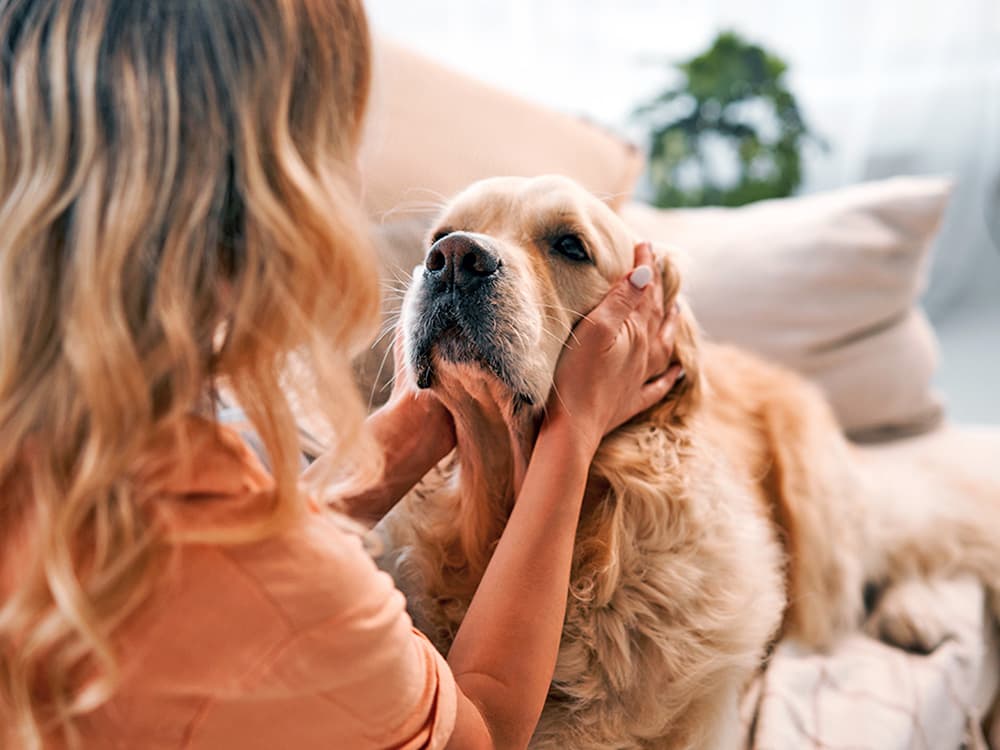 Can Dogs Smell Our Feelings?
