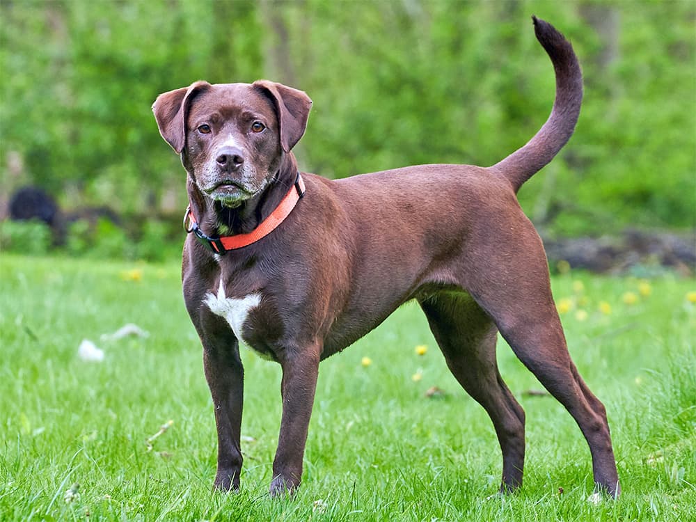 brown labrador pit bull mix