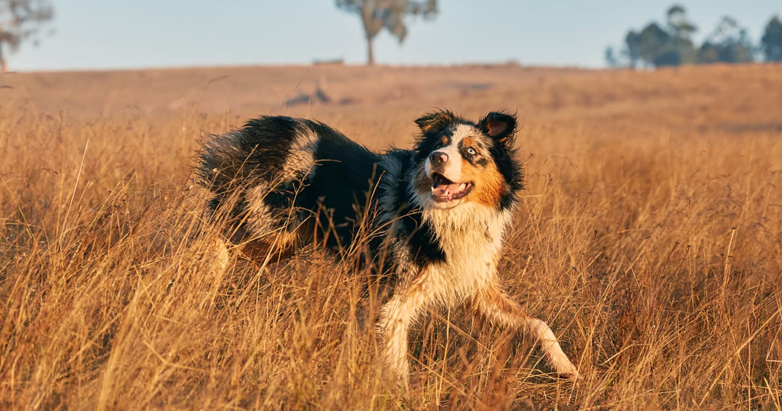 Dogs with Naturally Short Tails—and Why They’re Built That Way