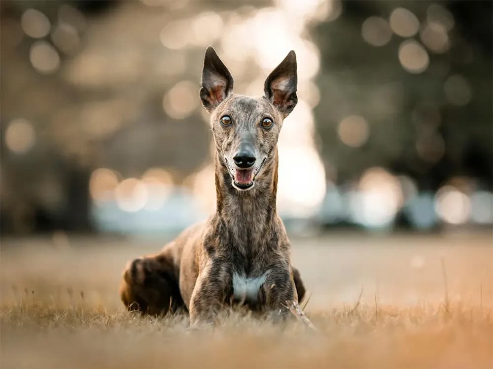 A tall, gray dog with perked-up ears sits on a field.
