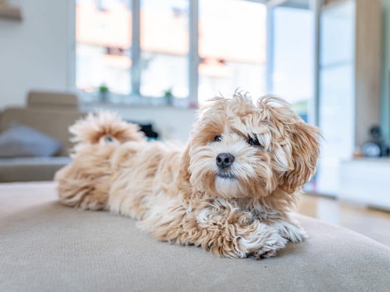 Maltipoo
