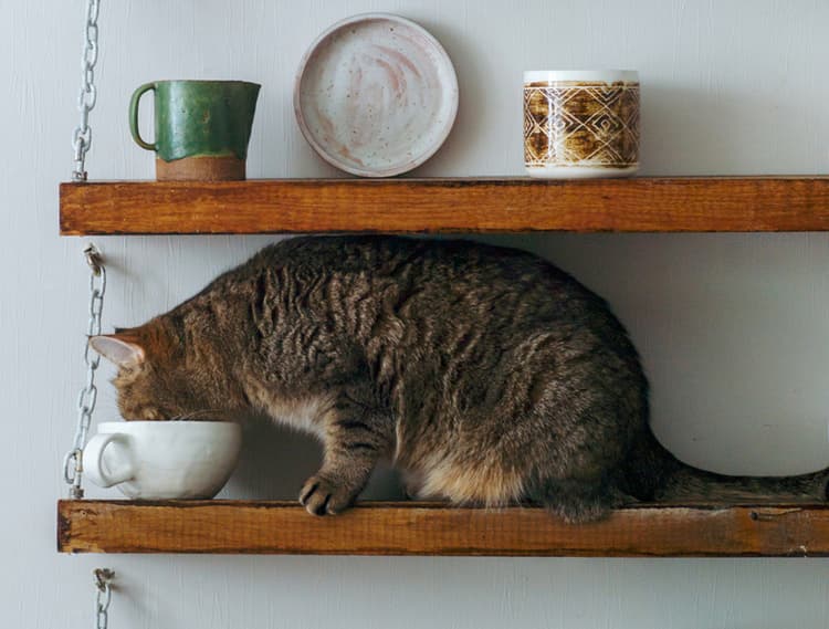 How to Scent Train Your Cat