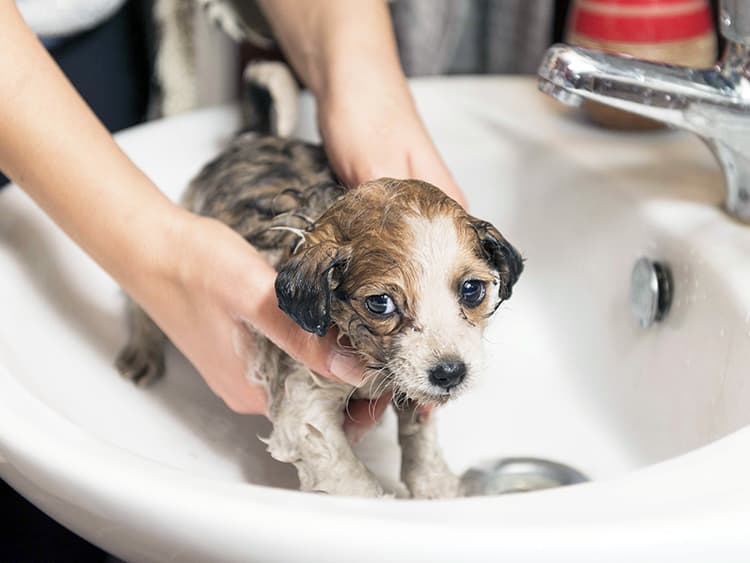 Does Dawn Dish Soap Kill Fleas?