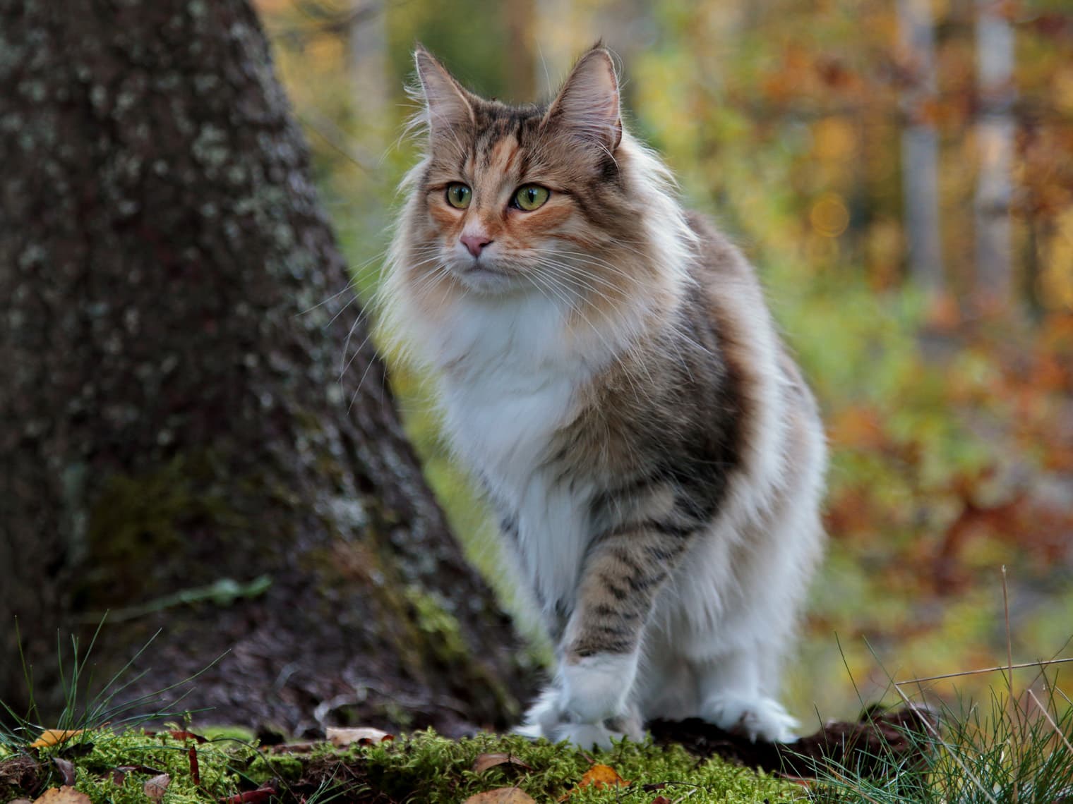 Norwegian Forest Cat