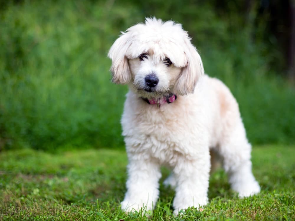 Pomapoo in grass