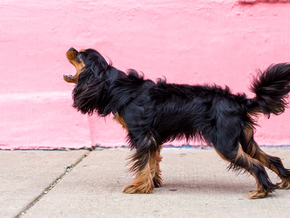 How to Fix Your Dog’s Non-Stop Barking