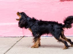 How to Fix Your Dog’s Non-Stop Barking