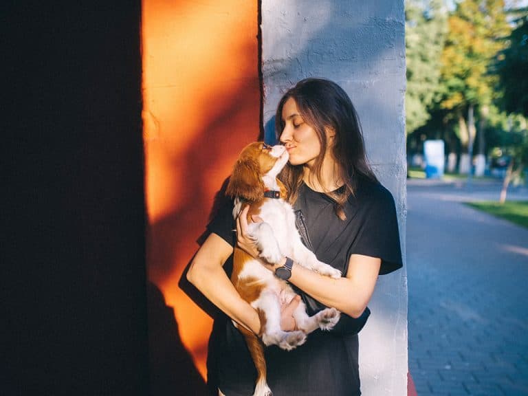Cavalier King Charles Spaniel
