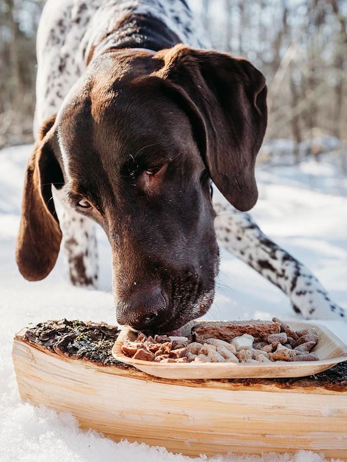 6 of the Best Freeze-Dried Dog Foods For the Raw Curious
