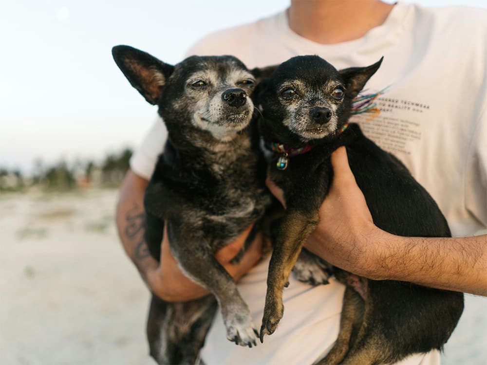 chihuahua rescue dog