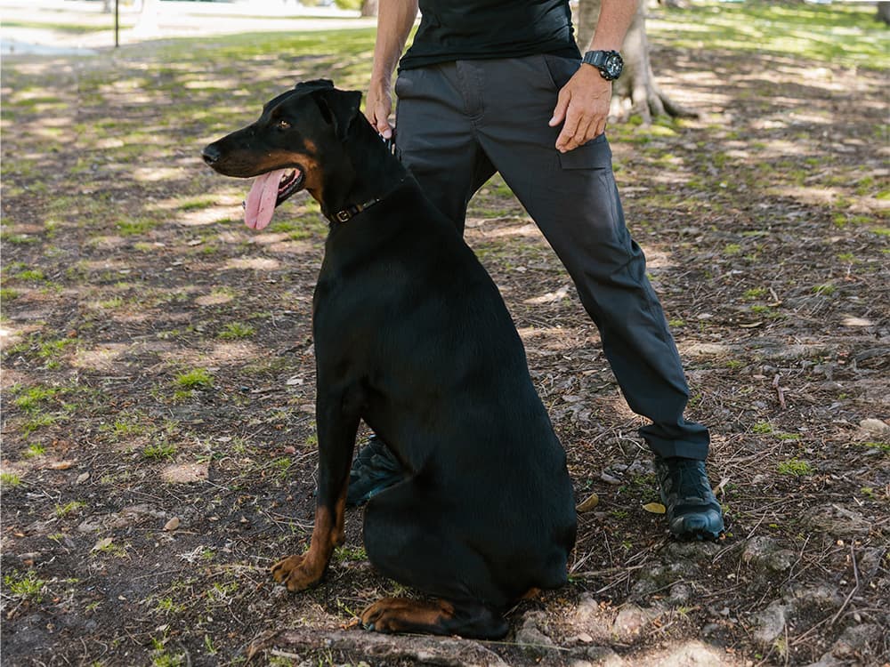 Do You Have to Pay to Rehome a Doberman Pinscher?