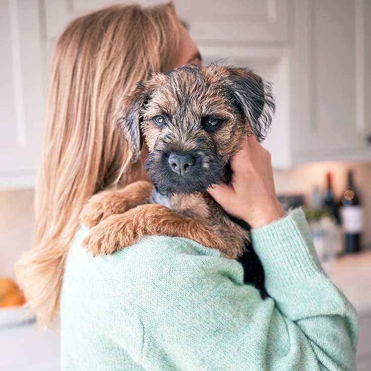 3 Signs Your Dog Does Not Want a Canine Sibling