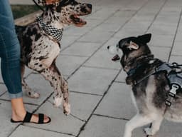 Understanding Reactivity and Aggression in Dogs: Two Very Different Things