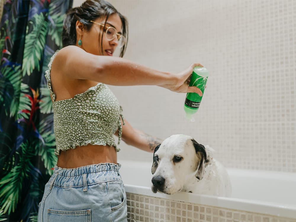 Owner pouring shampoo on a wet dog to clean him in a bath