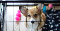 How Do You Stop A Dog From Whining At Night?