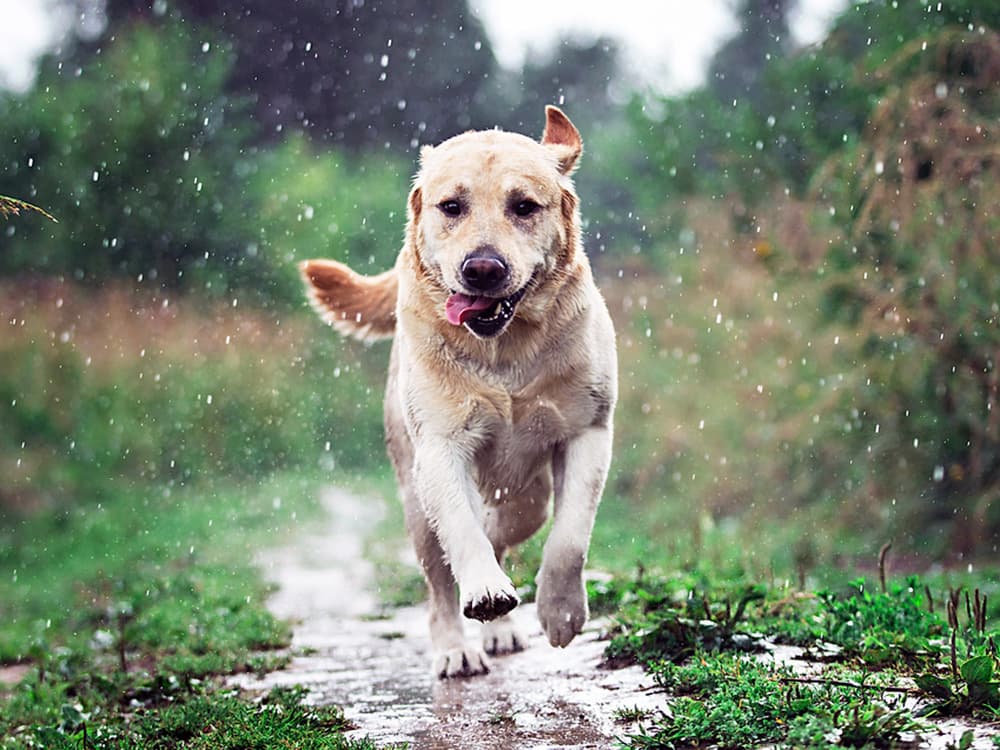 Why Do Dogs Get the Zoomies After Getting Wet?
