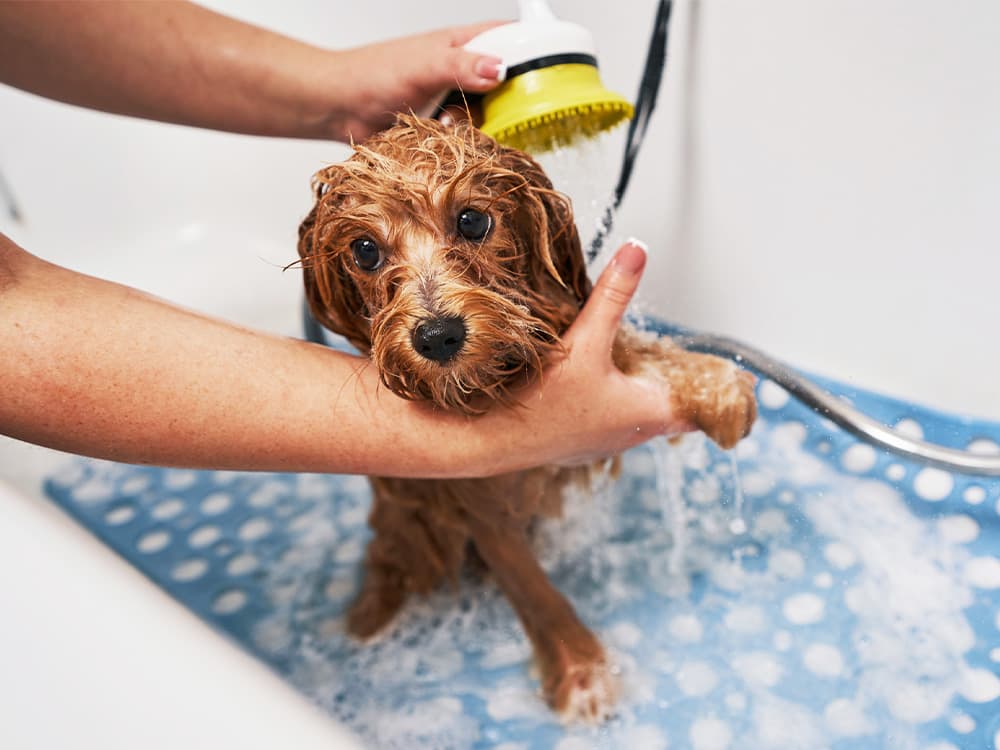 Adorable dog being washed in a bathtub by a person holding him and showering