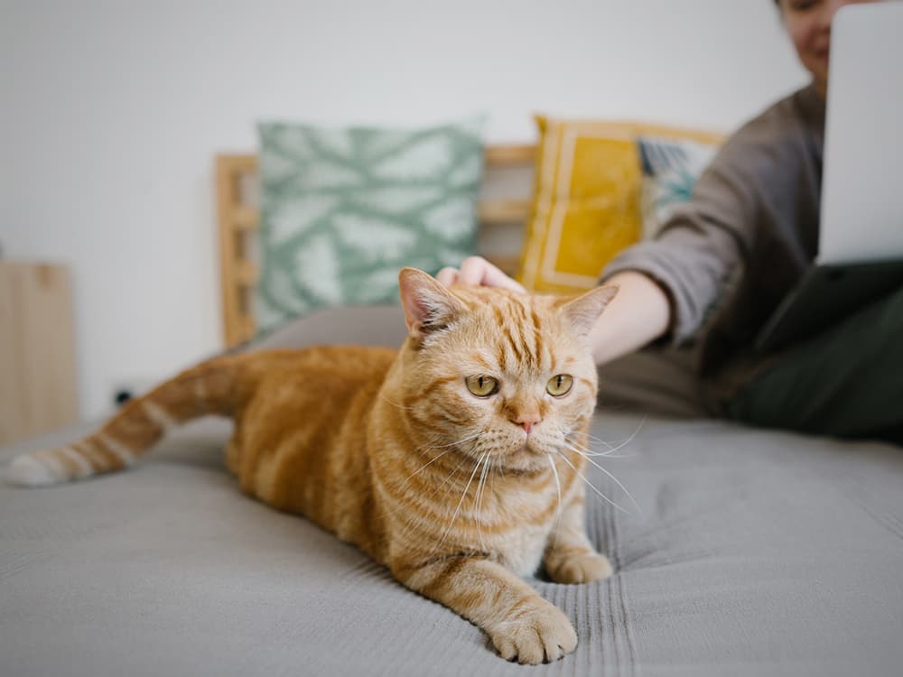 6 Common Health Concerns in Senior Cats