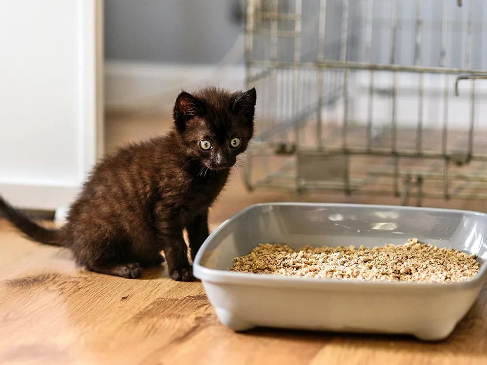 small kitten sitting outside of litterbox
