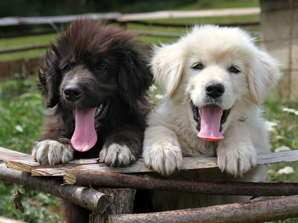 The Key to Training Two Puppies at Once