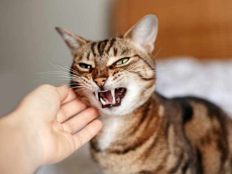 Does Your Cat Hate Your New Partner?