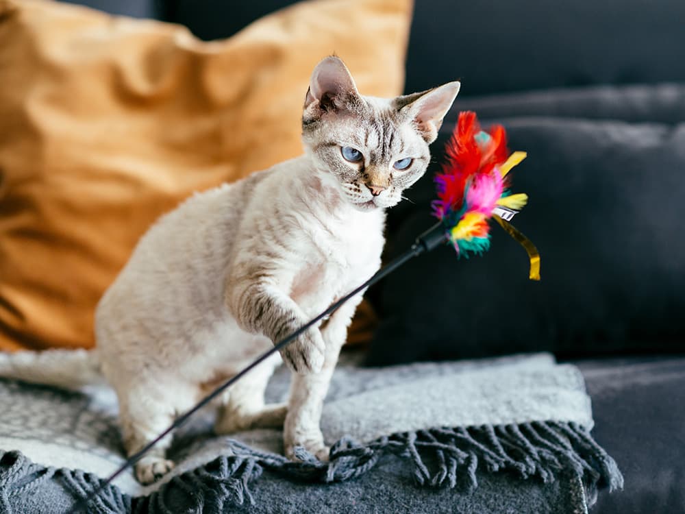 Devon Rex cat