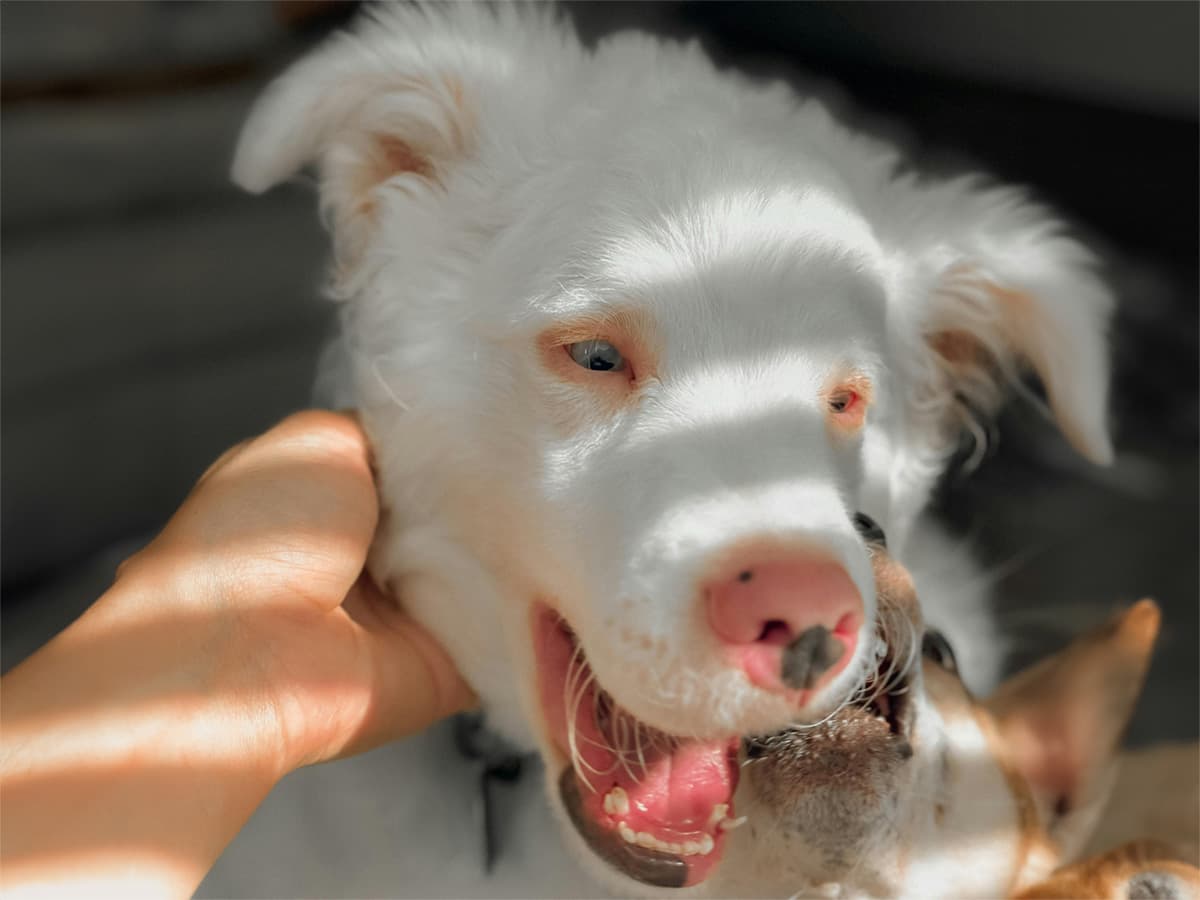 Double merle australian shepherd dog with blue eyes playing