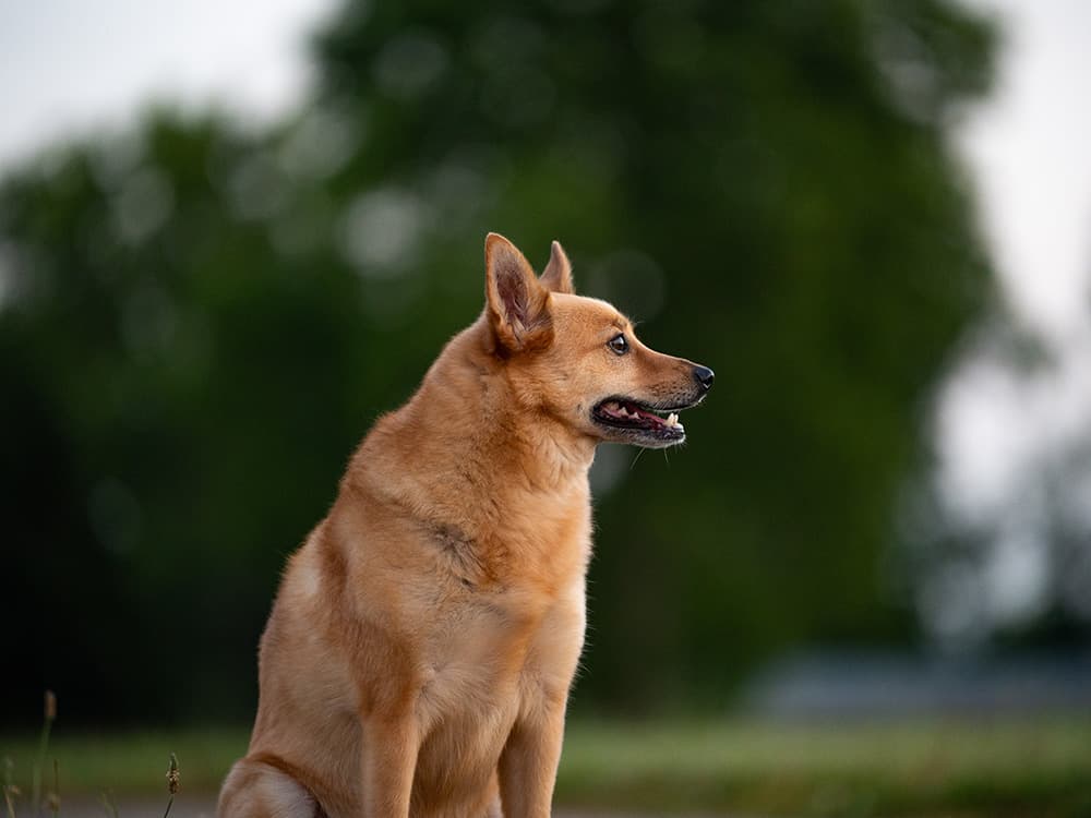 finnish spitz