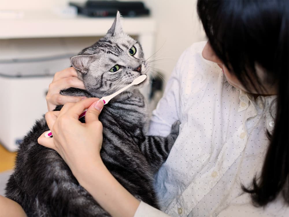 How to Pick a Cat Toothpaste, According to a Vet