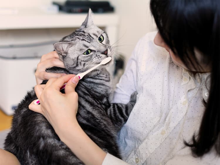 How to Pick a Cat Toothpaste, According to a Vet