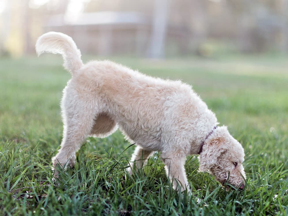 A Guide to Roundworms in Dogs: Understand and Treat This Issue
