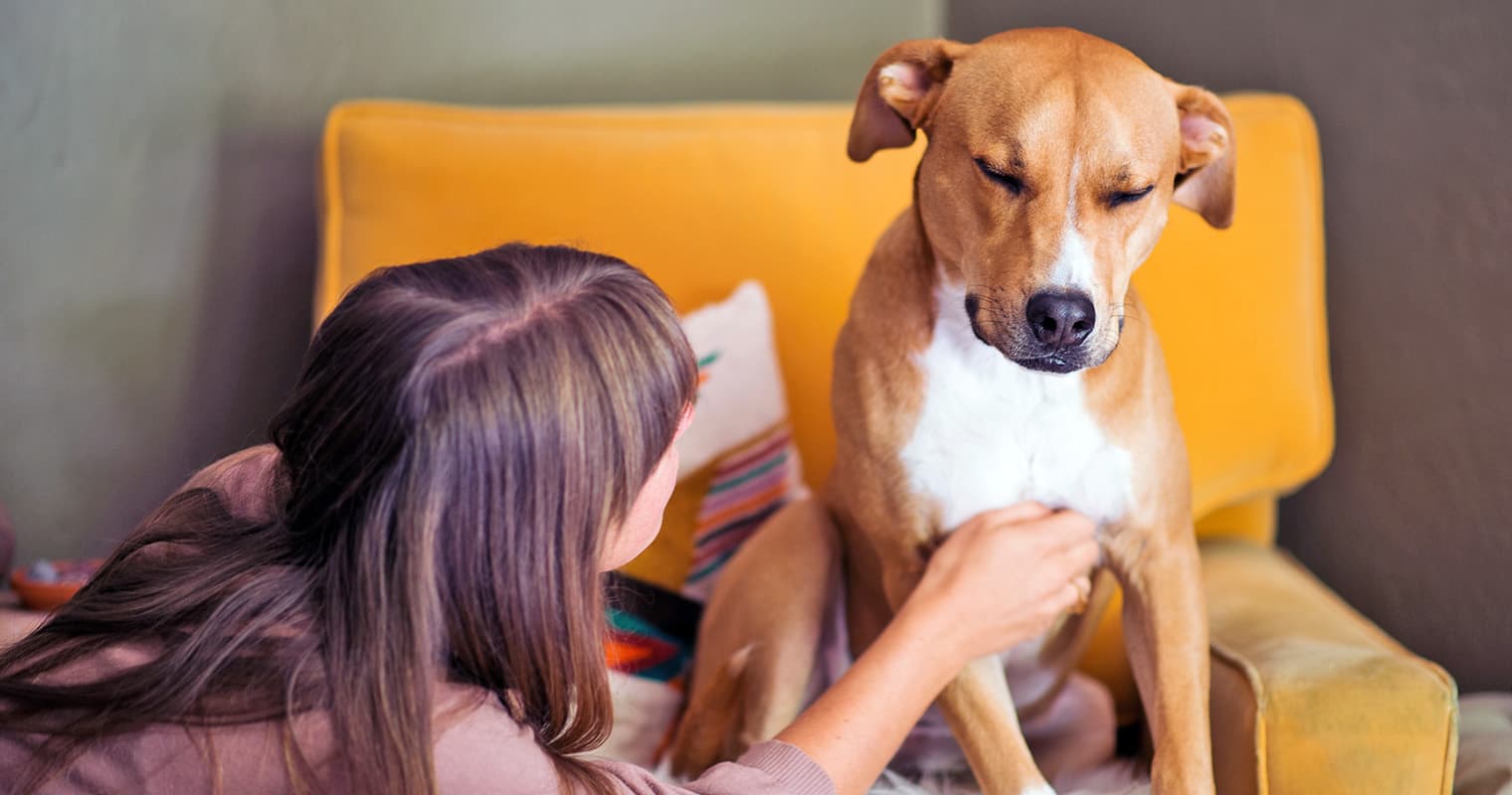 How to Tell if Your Dog Is in Pain