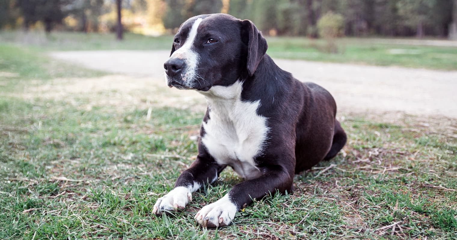 Is Your New Pet’s Stomach Acting Up? Here’s Why (and What to Do)