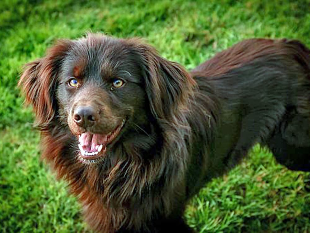 Irish Setter/Border Collie mix