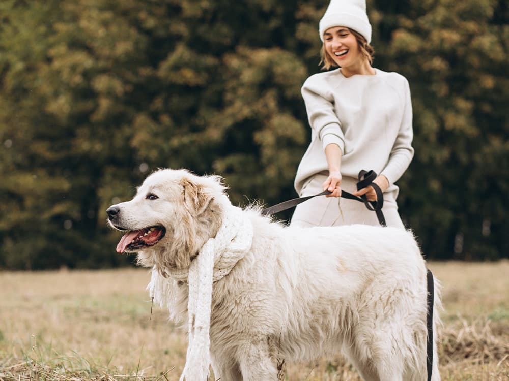 Great Pyrenees